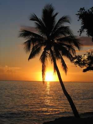 the sun photo: palm and sun Sunset_with_coconut_palm_tree_Fiji_zpsee0d0073.jpg