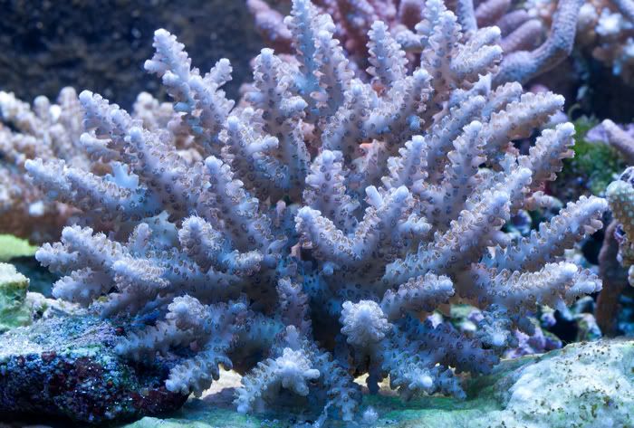 Fiji-acropora-microclados.jpg