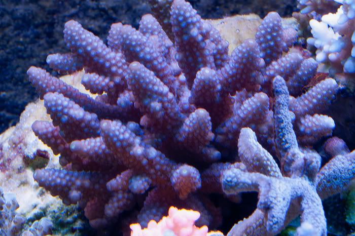 Fiji-purple-sameonsis.jpg