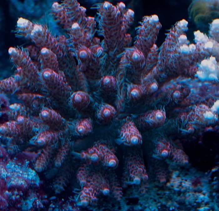 hot-pink-millepora.jpg