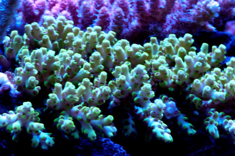 yellow-acro-with-red-polyps_zpst1isnsdc.