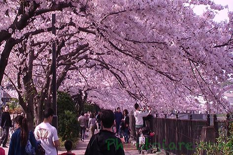 Các Lễ Hội Nổi Tiếng Ở Nhật Bản Phần 2 - Hanami (Lễ hội ngắm hoa)