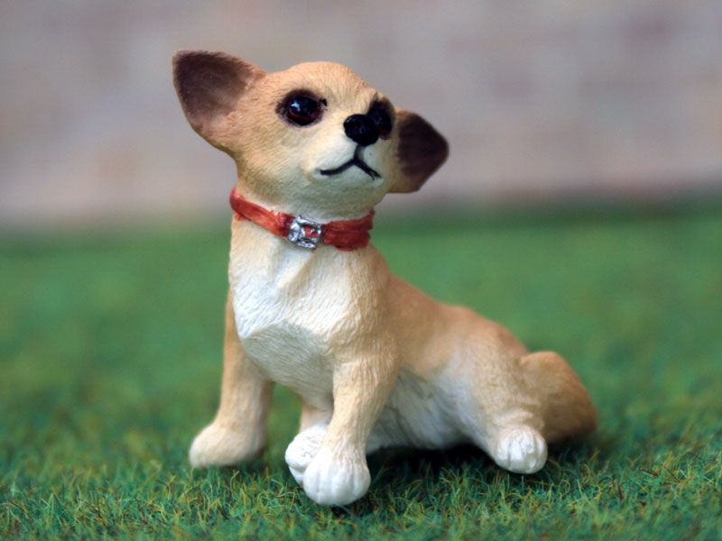 Miniature Chihuahua