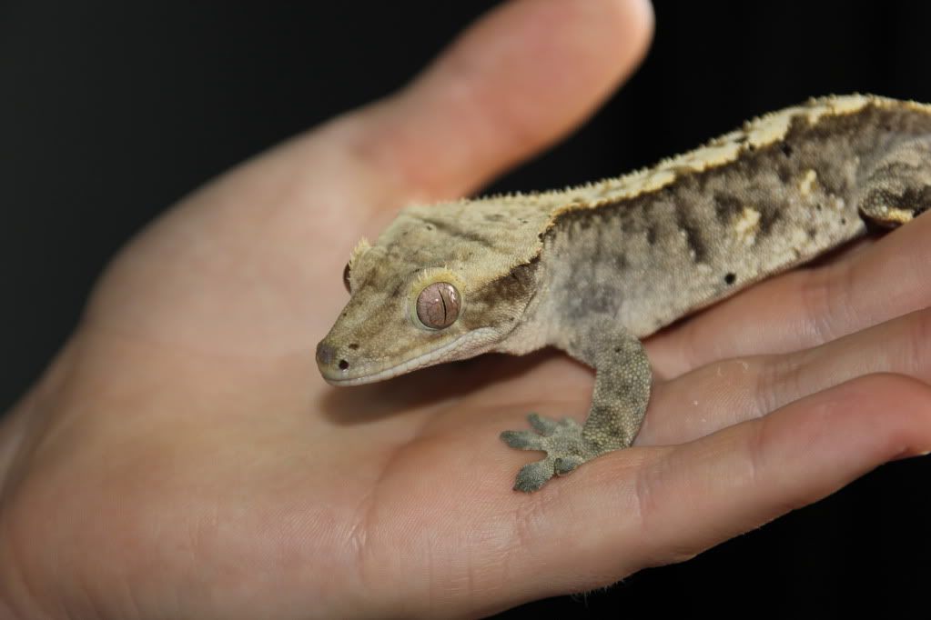 Help identifying what morph my crested gecko is?? | Page 3 | Reptile Forums