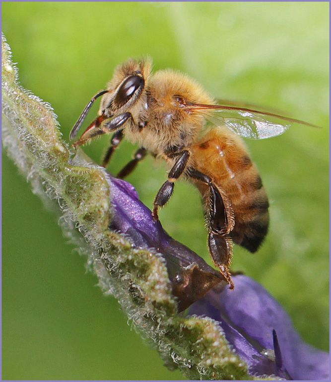 honey photo: Honey Bee. natural homemade acne treatment