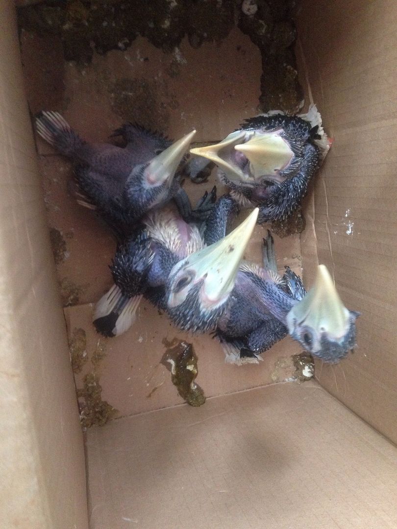 Bán 2 cặp cao cát con !!! - 3