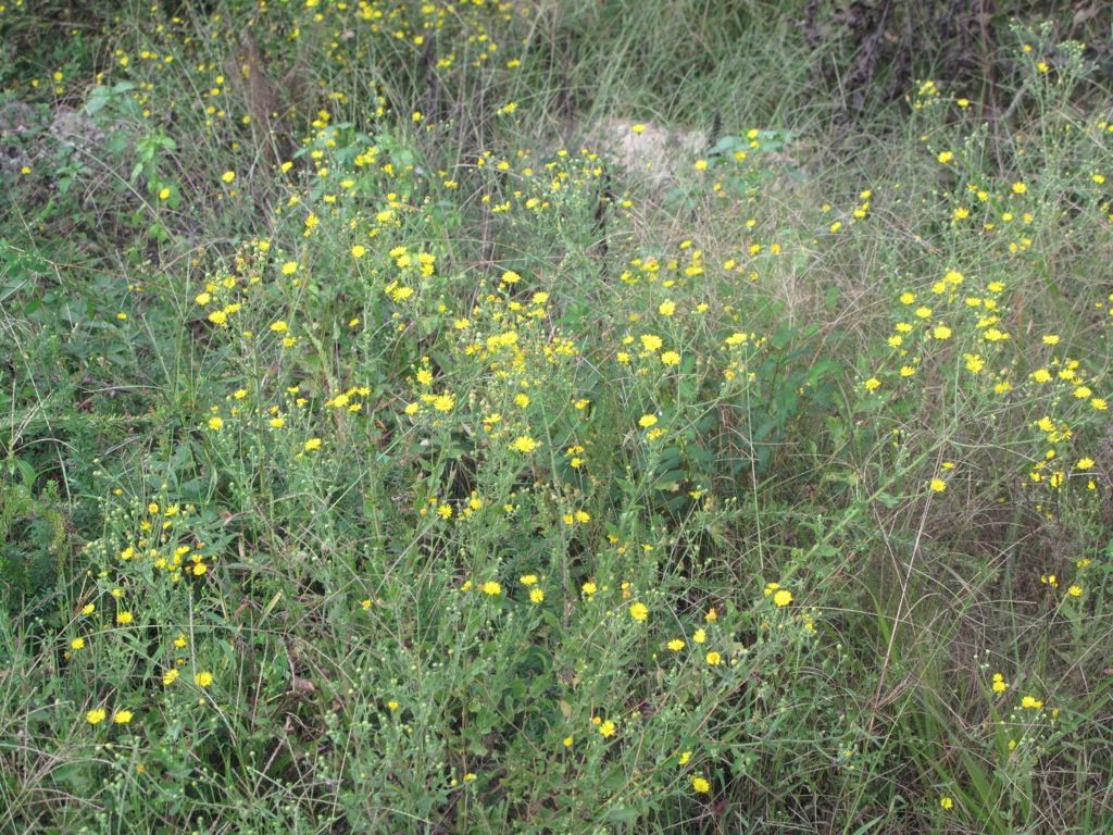 Weed with yellow flowers