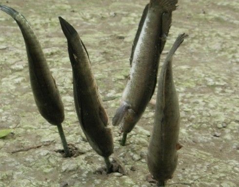 Ở Gò Vấp chỗ nào bán Cá Lóc Đồng! Xin chỉ giáo!