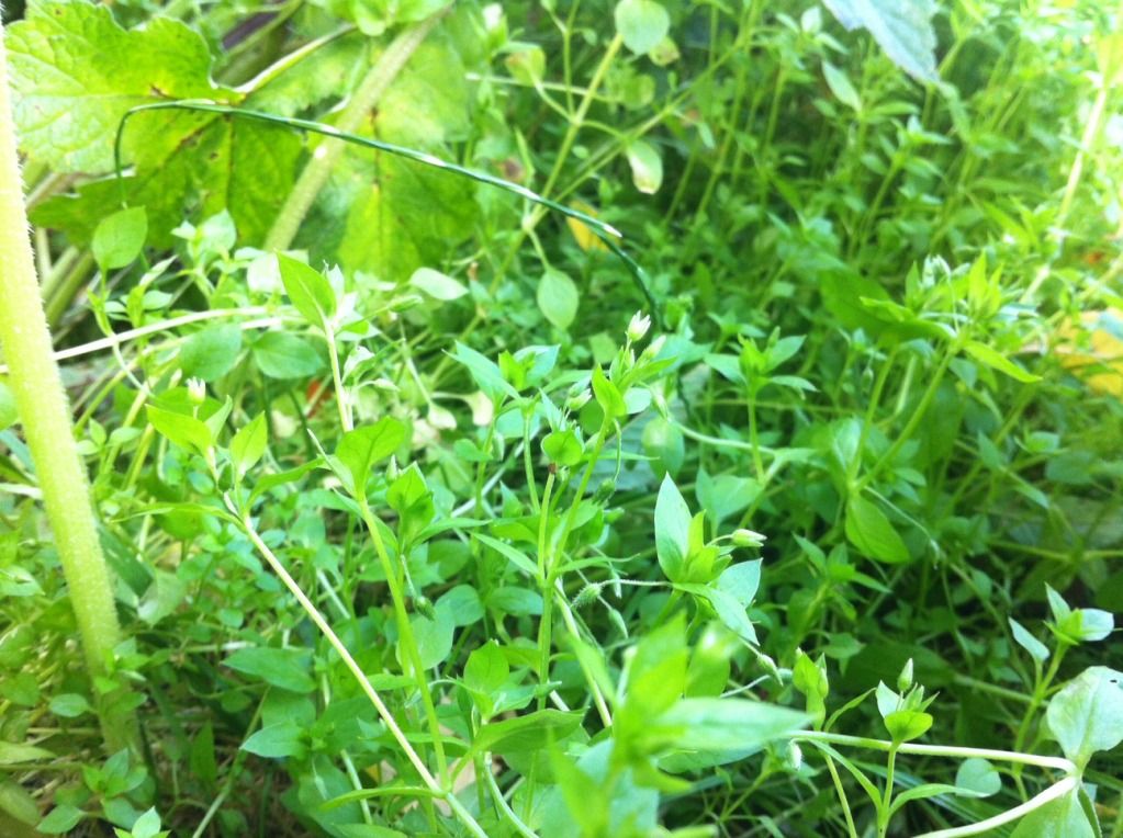 photo-165.jpg?t=1342033408