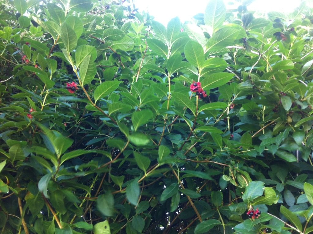 photo-184.jpg?t=1343065121