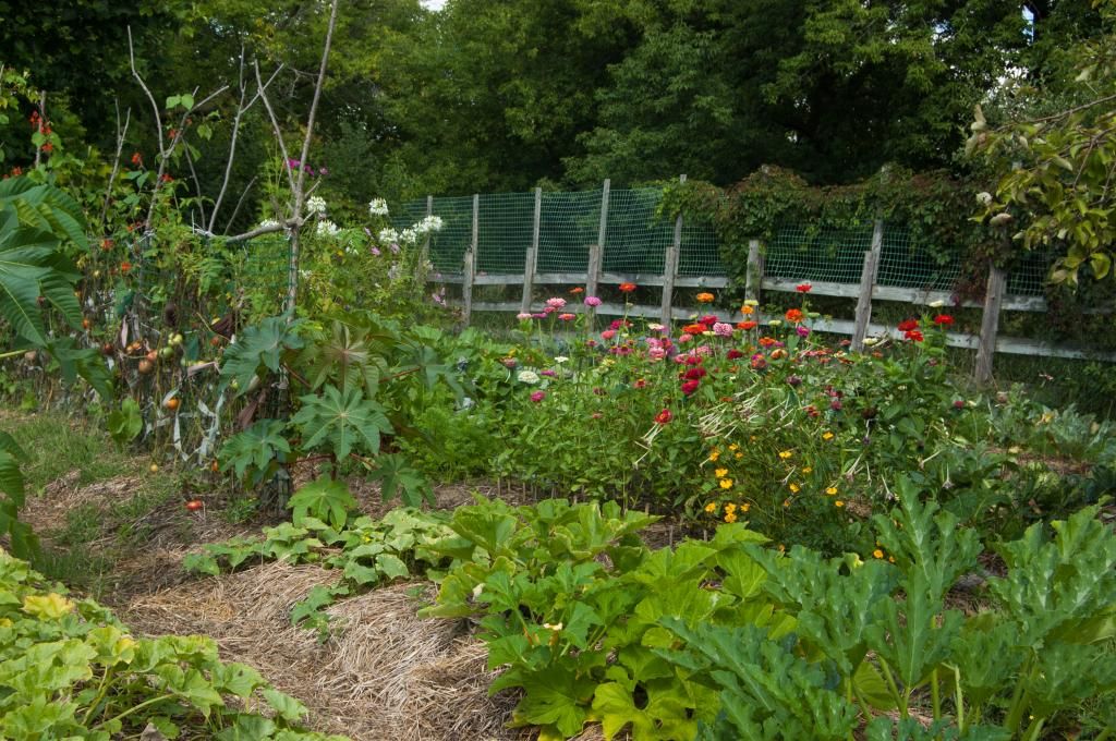August garden looking over squash and zinnia beds photo Autumngardenwithsquashandzinniabeds_zpsd4e31cec.jpg