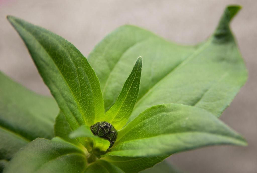 Alpha's secondary bud and leaf curl in the background 11-12-14 photo S6xC1a-Alphassecondarybudandleafcurlinbackground11-12-14_zps1a8cf78e.jpg