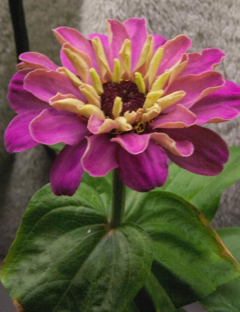 S6 x C1 a - closeup 10-23-14 photo S6xC1a-closeup-10-23-14_zps4bec886b.jpg