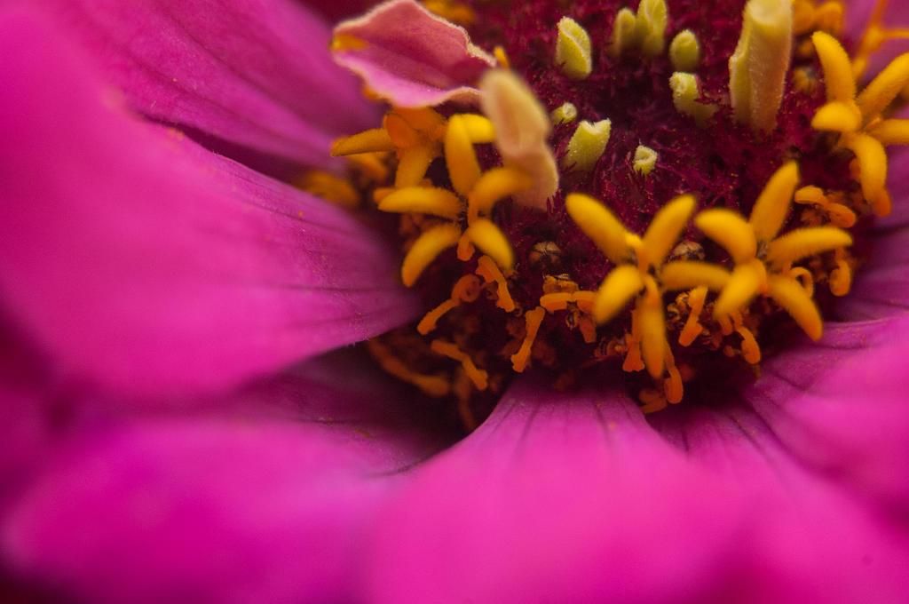 close up of stunted stigmas photo S6xC1a-closeupusingmacro-11-8-14_zpsf7aa1554.jpg