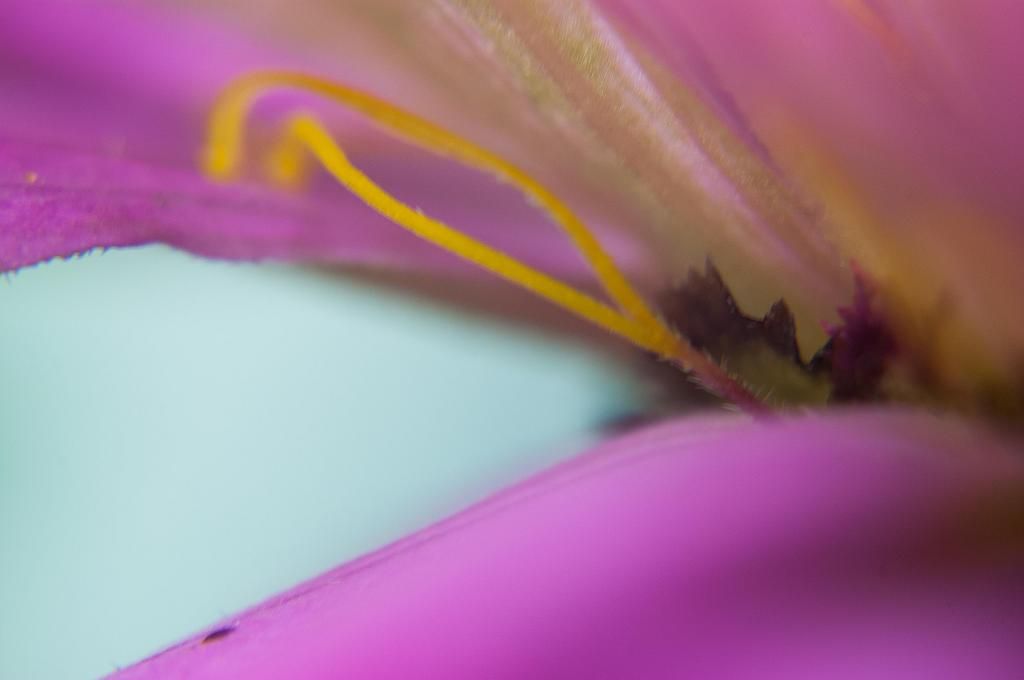 Normal stigma on Alpha  pre-pollination 11-12-14 photo S6xC1a-normalstigmapre-pollination11-12-14_zps2f3df361.jpg