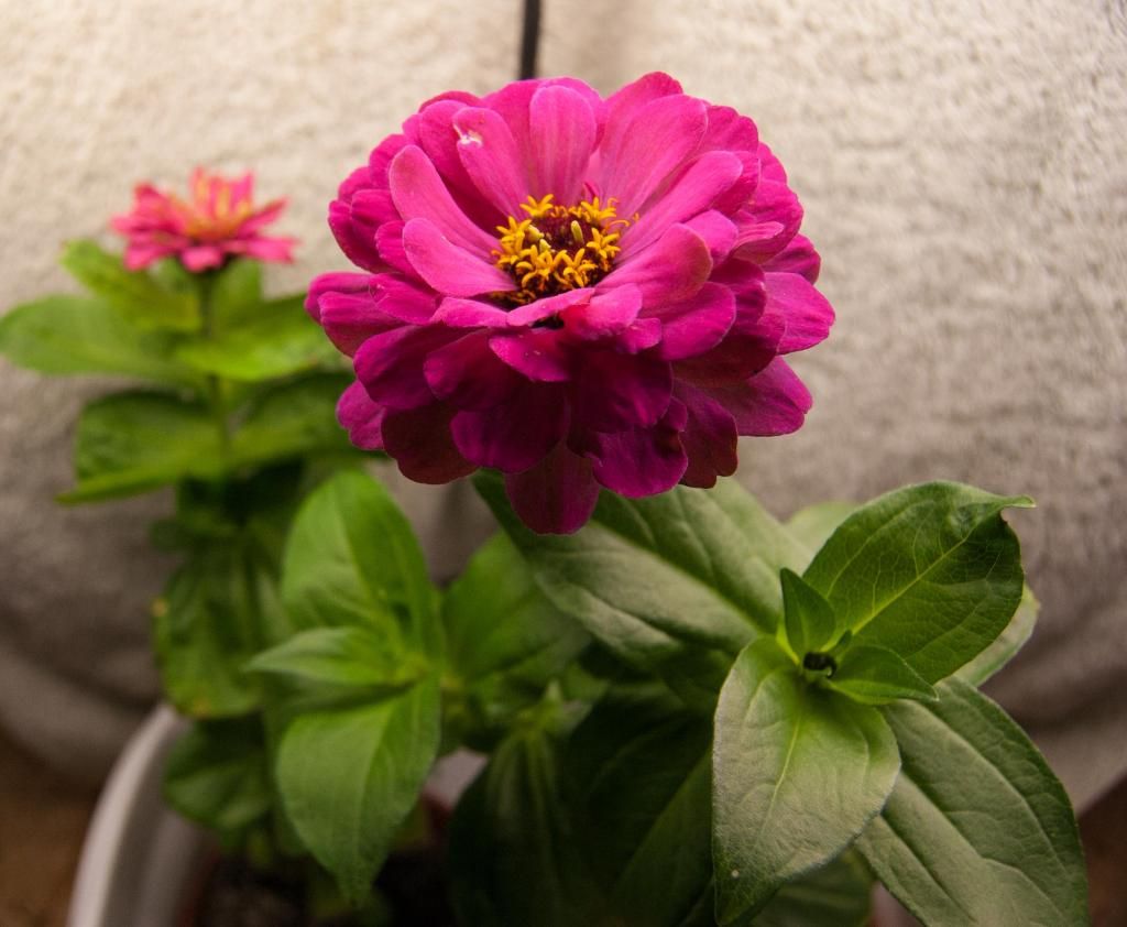 S6 x C1 b and a with ancillary buds   11-6-14 photo S6xC1aandb2-11-6-14_zps83aa99c9.jpg