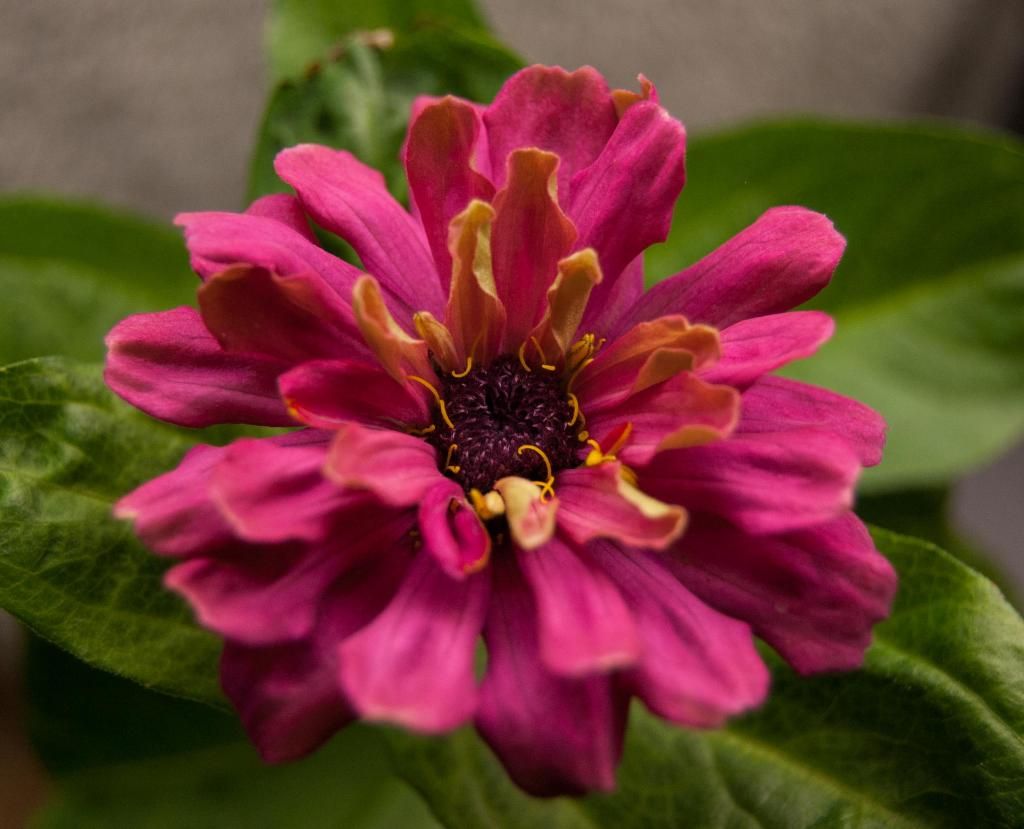 S6 x C1 b   11-6-14 photo S6xC1b-11-6-14_zps76d84092.jpg