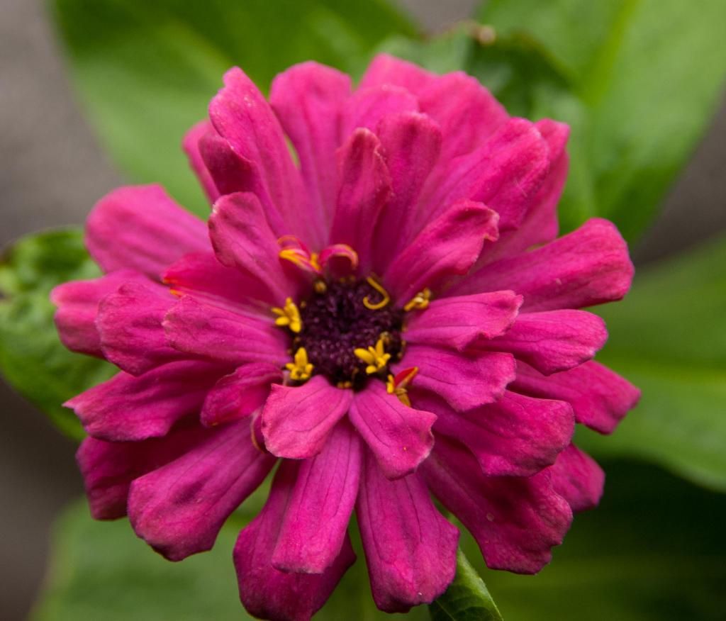 S6 x C1 b - #2 plant as of 11-8-14 photo S6xC1b-11-8-14_zps6908bf5e.jpg