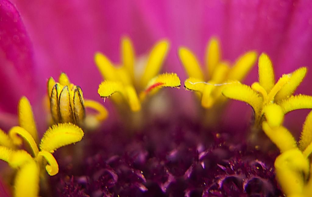 Normal floret stigmas on Beta 11-12-14 photo S6xC1b-normalfloretstigmas11-12-14_zpsbdb44bbe.jpg