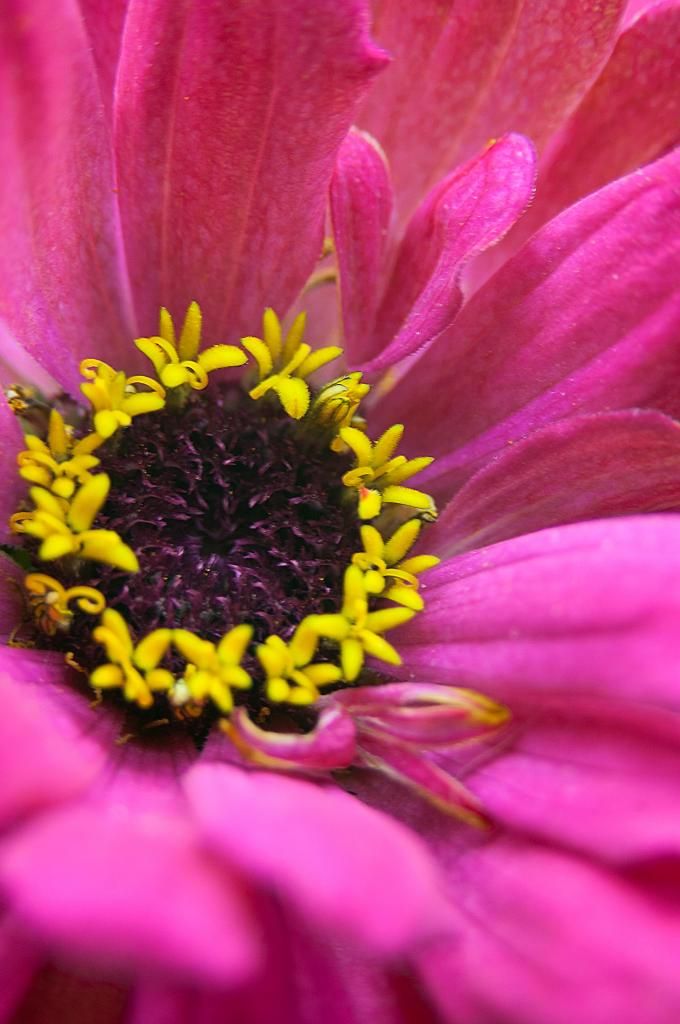 Overall view of Beta's florets including a couple of specialized colored florets 11-12-14 photo S6xC1b-overallviewoffloretsincludingspecializedcoloredones11-12-14_zps99a7db50.jpg