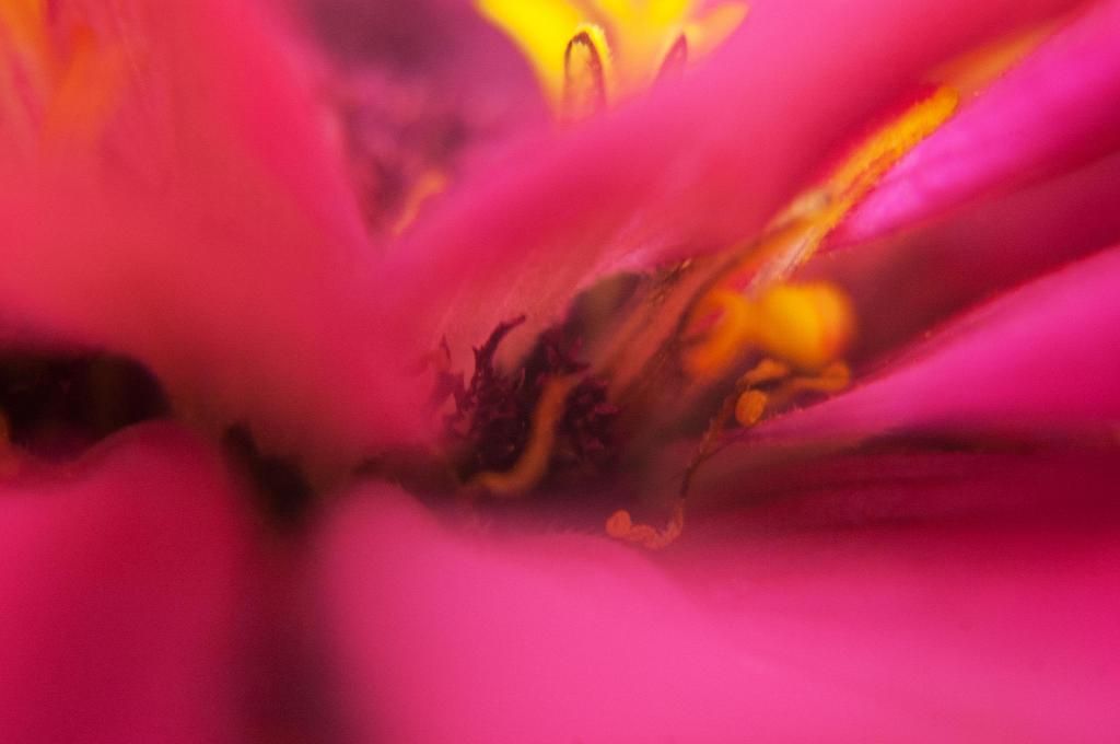 closeup of shriveled stigma on #2 plant photo S6xC1bcloseupshowingshriveledstigma-11-8-14_zps2c1d4b61.jpg