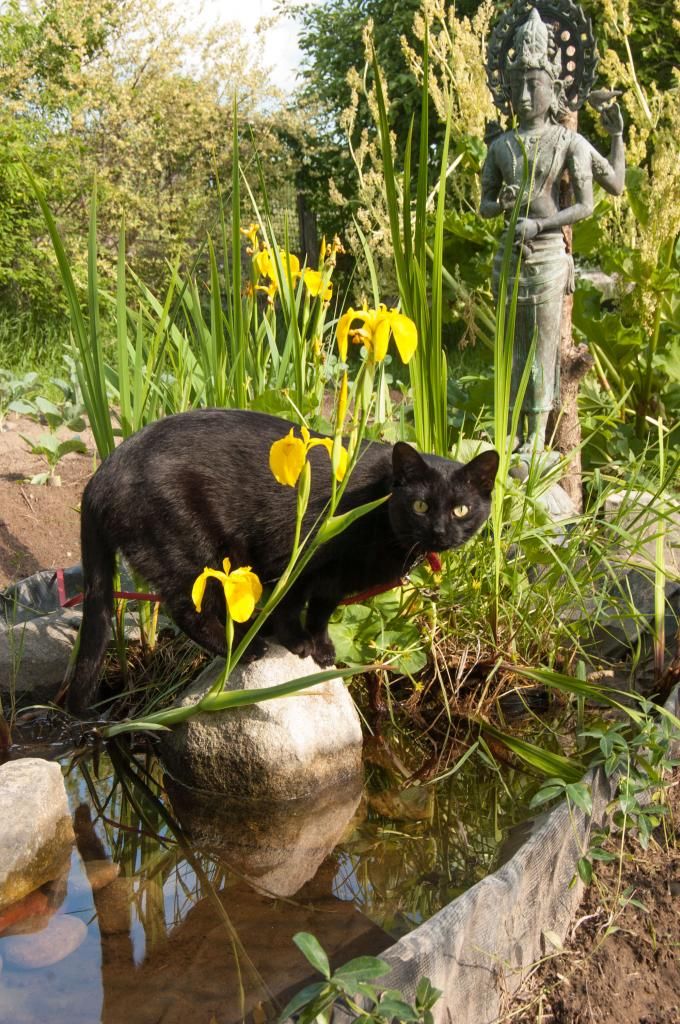  photo Samhainatthewadingpool_zpsf04db008.jpg