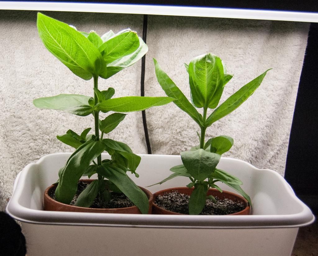 adolescent stage photo adolescentstage_zps042ce7de.jpg