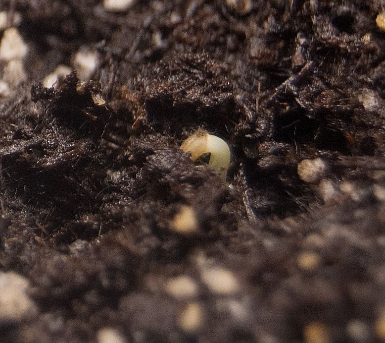 close up of second seedling showing membrane photo closeupshowingmembrane_zps96401bab.jpg