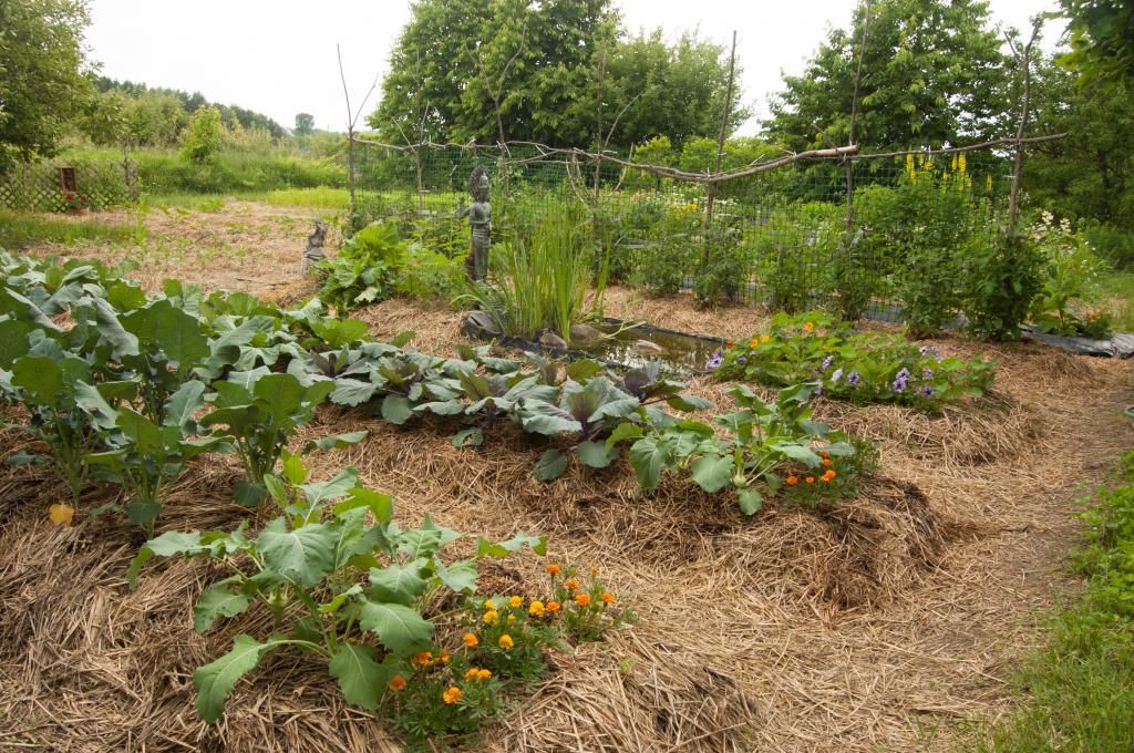 cole crops, Samhain's pond and tomato trellis photo colecropsandSamhainspond_zpsfeeaf6f2.jpg
