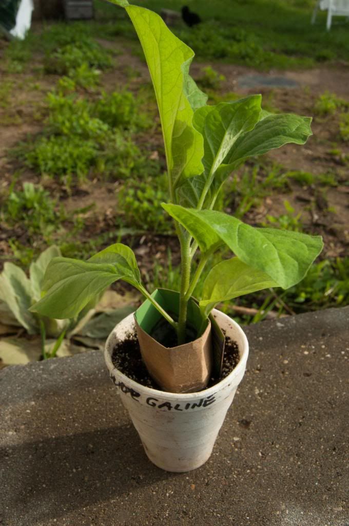eggplant with cutworm collar photo eggplantwithcutwormcollar_zps5e4382e3.jpg