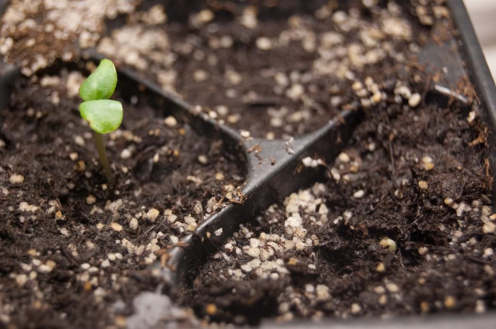 family portrait photo familyportrait_zpse969f8fa.jpg