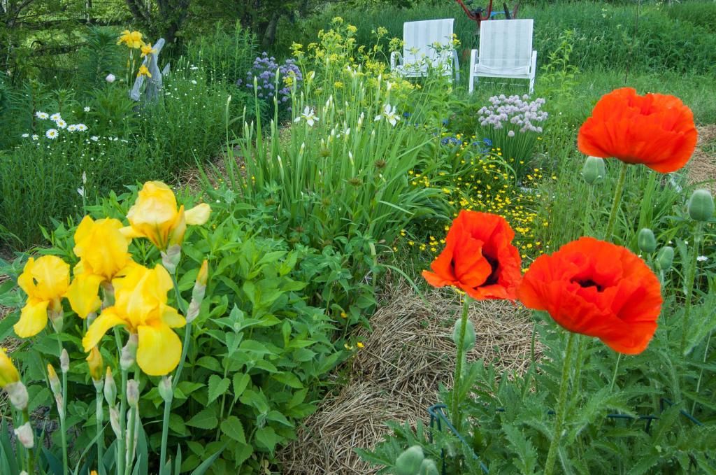  photo irisandpoppies_zpsca2f2312.jpg