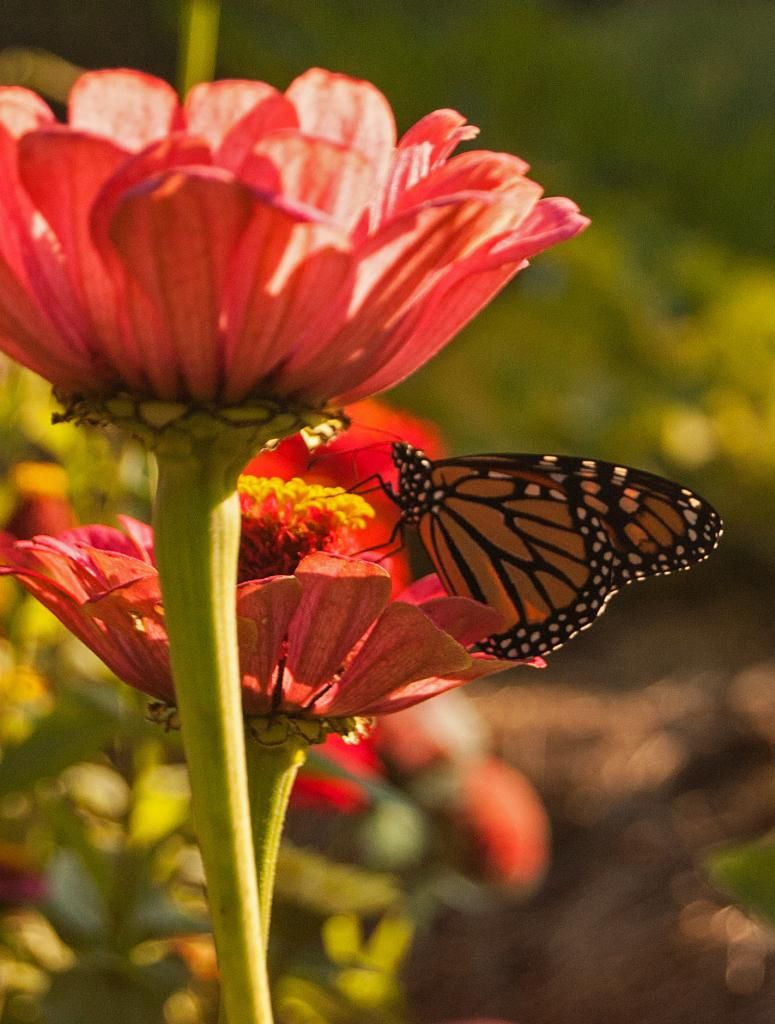 monarch on zinnia photo monarchonzinnia2_zps40fdbf77.jpg