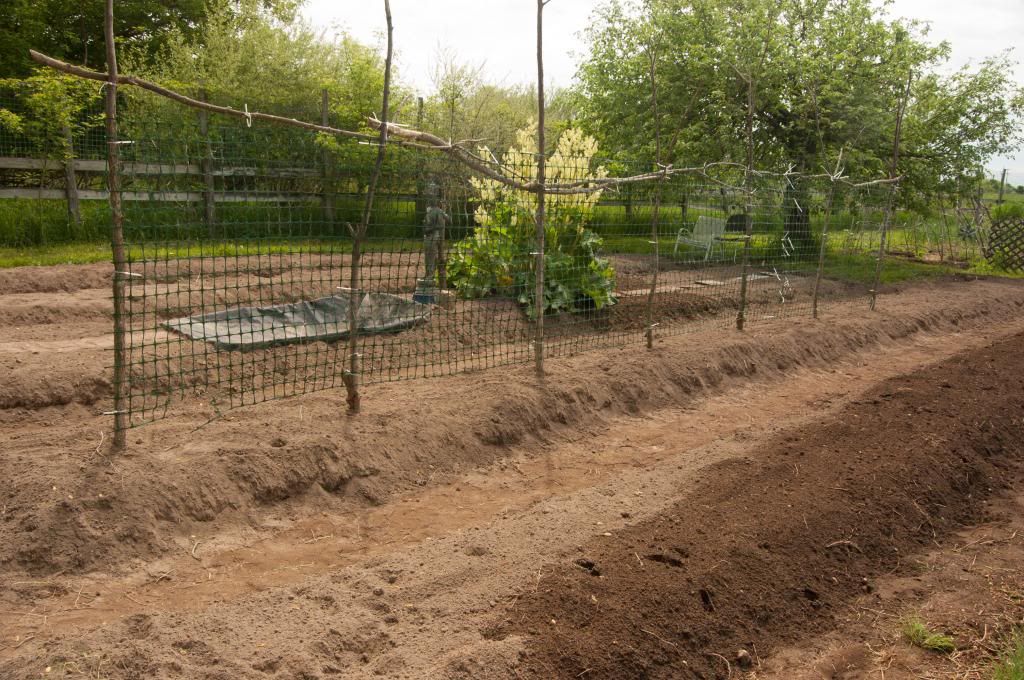 Tomato trellis in the new beds photo newgardenareawithtomatotrellis_edited-1_zpsaecf7e7a.jpg