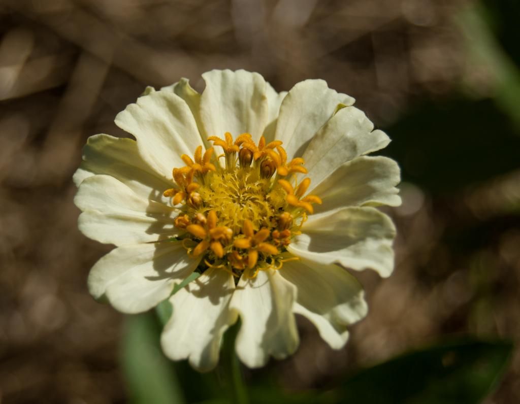 scabious - white photo scabious-white_zps4d3057f5.jpg