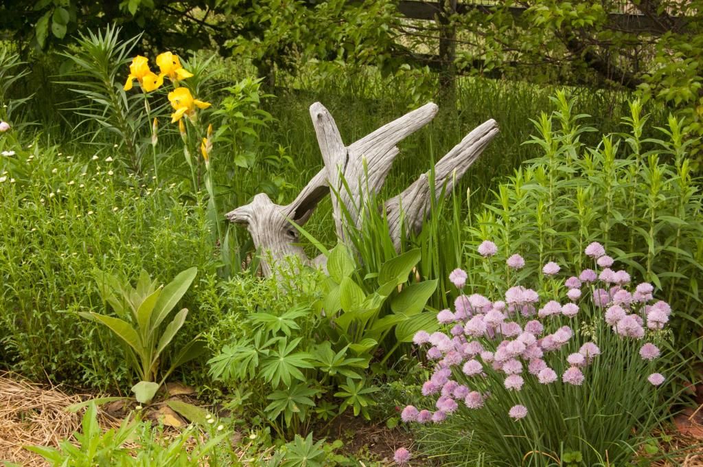 iris-lupine-chives photo stump-yellowiris-chives_zpsbb48974f.jpg