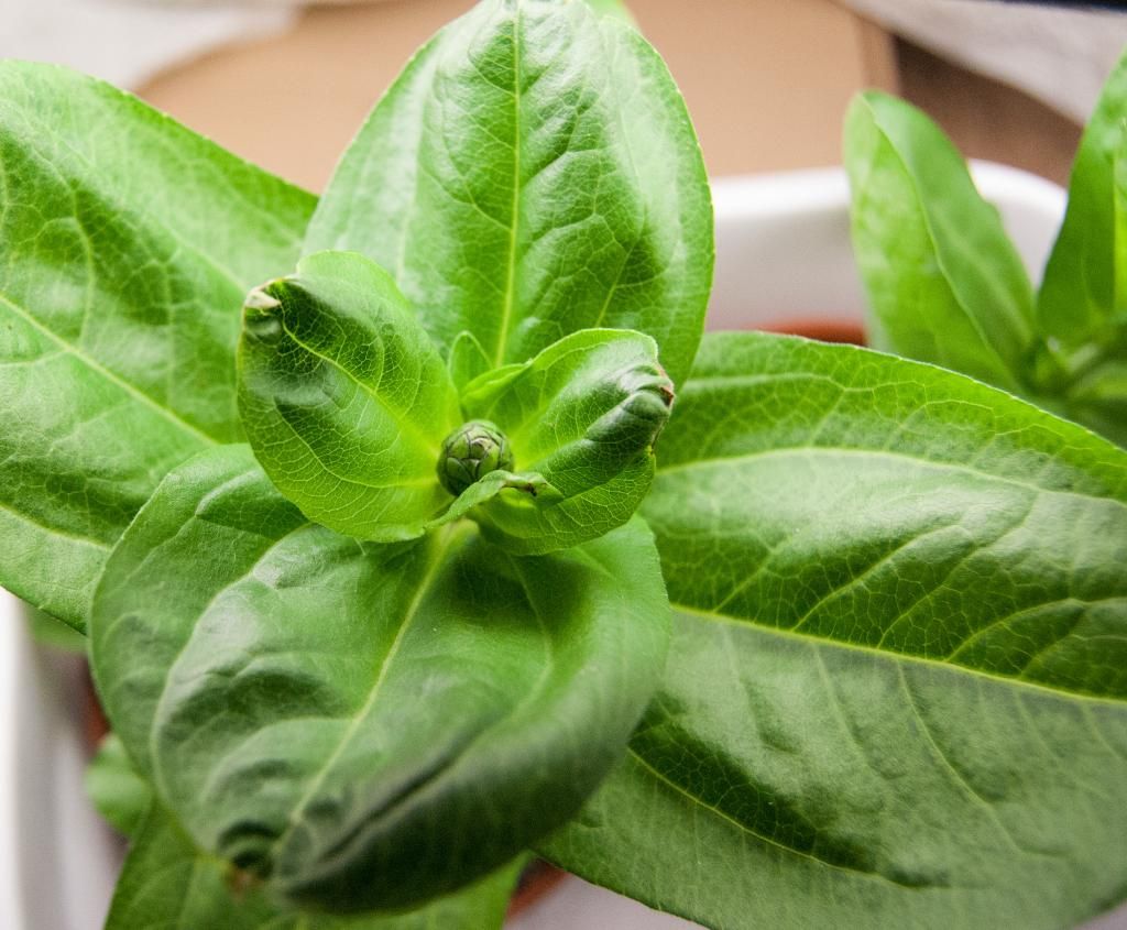 tip burn photo tipburn_zps93cf215f.jpg