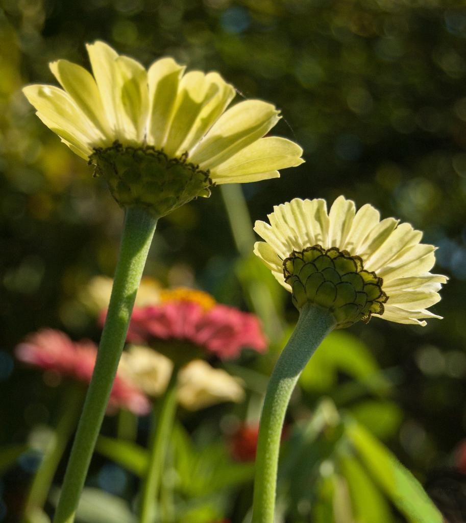 zinnias at sunset photo zinniasatsunset2_zpse107f8db.jpg