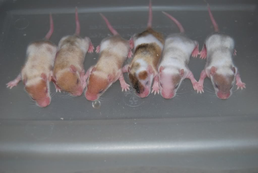 My shiny babies Pet Mice Forum