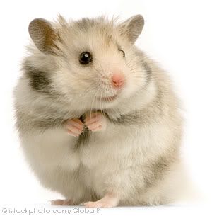 hamster2.jpg