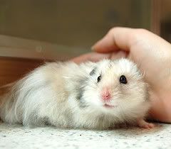 syrian-hamster-1.jpg