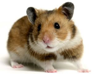 syrian-hamster-2.jpg