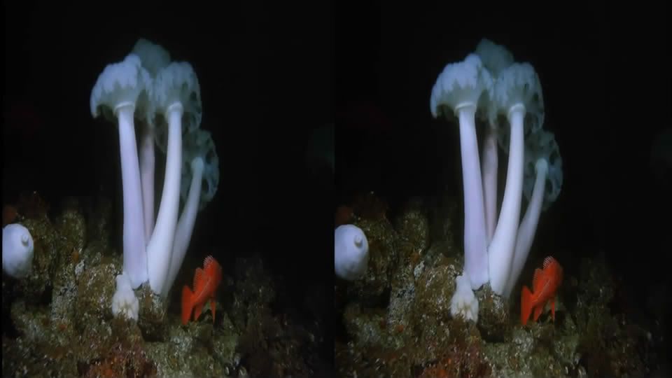 ImaxDeepSea3DSBS-EVOFPAmp4_snapshot_2413_20120606_015314.jpg