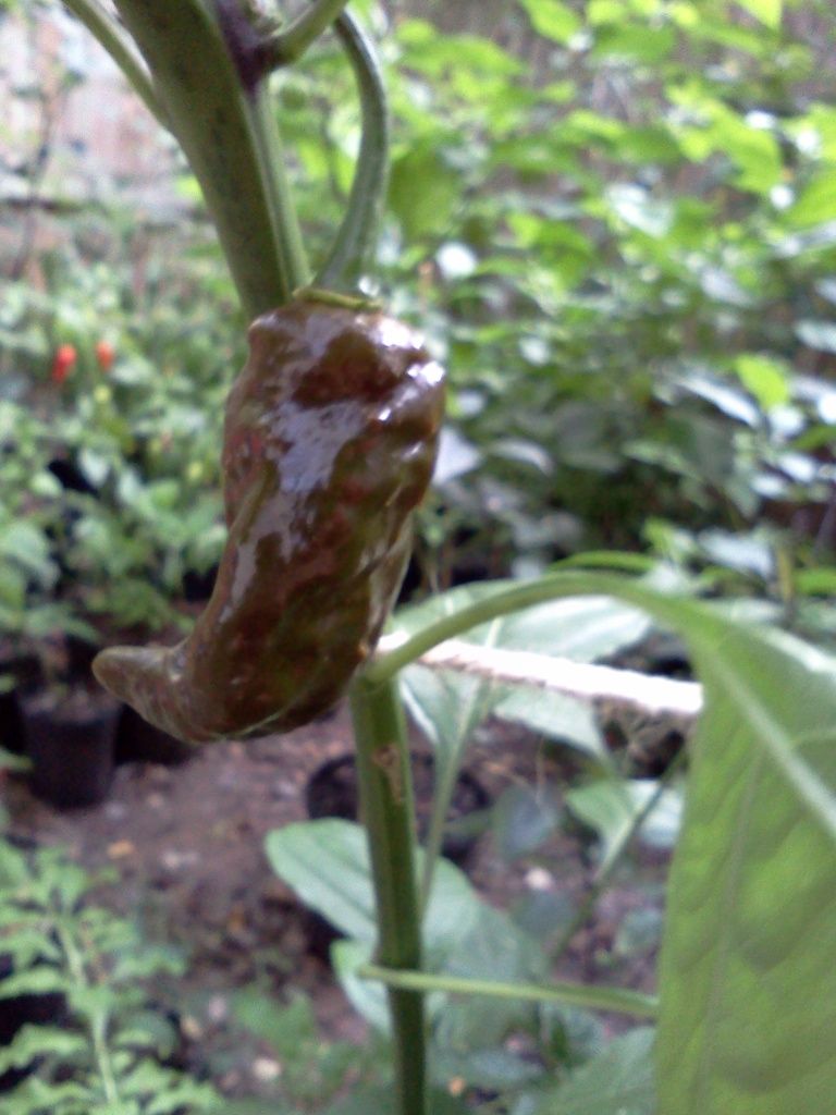 Posted Image