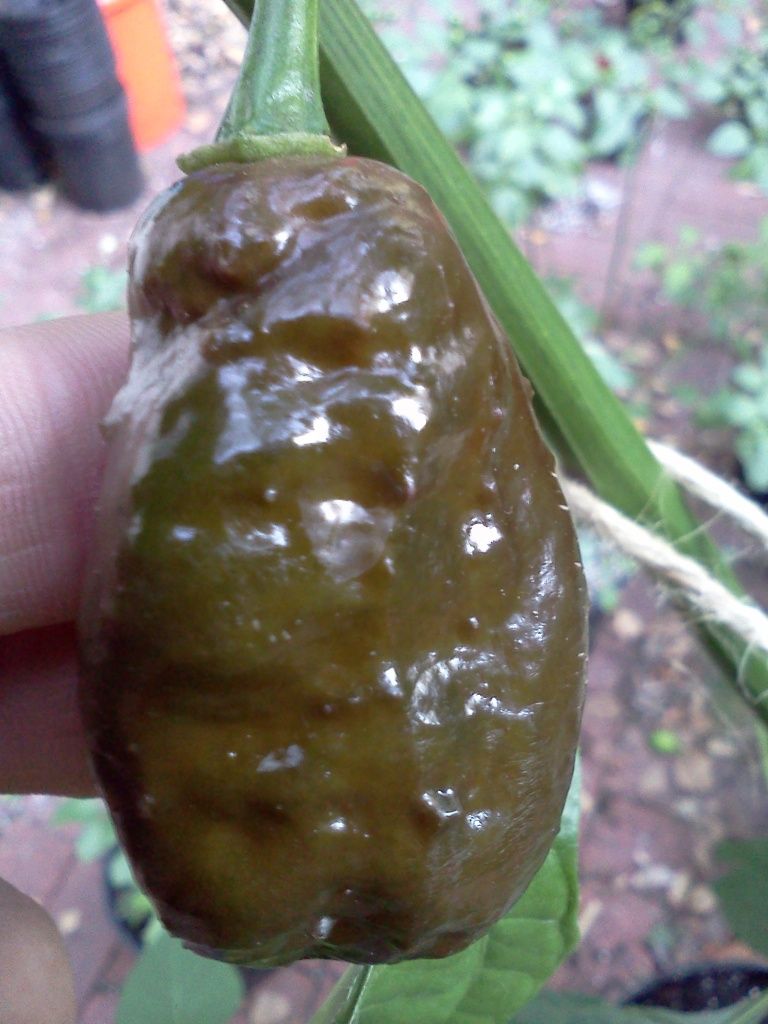 Posted Image