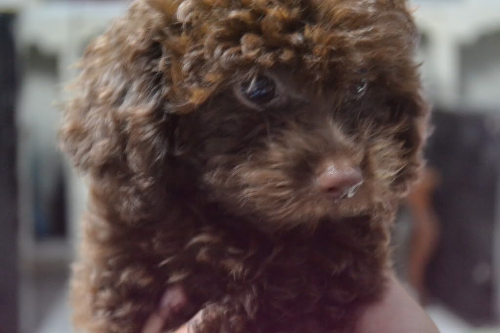 Poodle Chiuaua