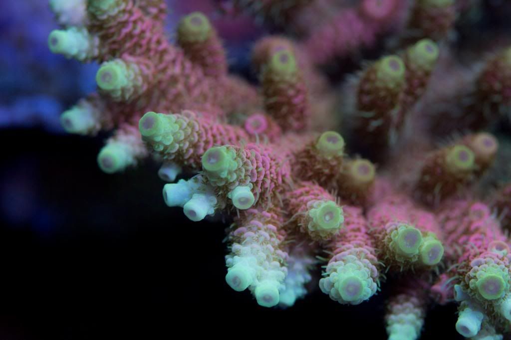 Reefbrite tech LEDs vs Reefbrite xho LEDs REEF2REEF Saltwater and