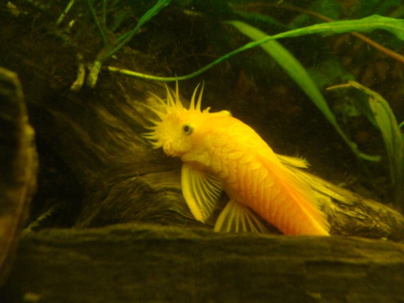 Obrazek