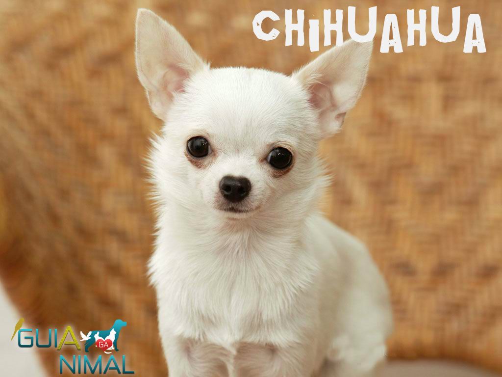 chihuahua_4