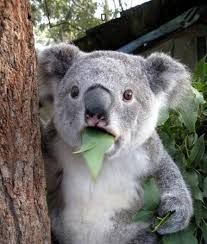 images.jpg?1429292066719